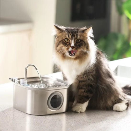 fontaine a eau chat | CatFriendsâą - Chatboom