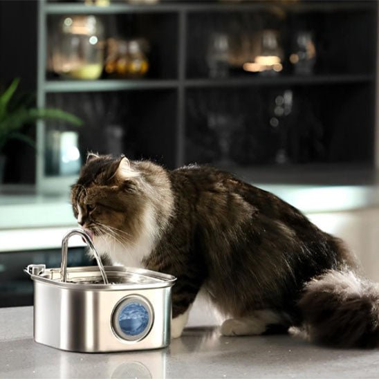 fontaine a eau chat | CatFriendsâą - Chatboom