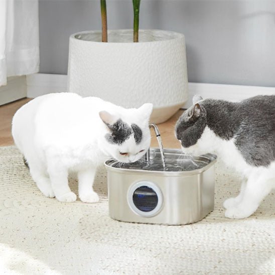 fontaine a eau chat | CatFriendsâą - Chatboom