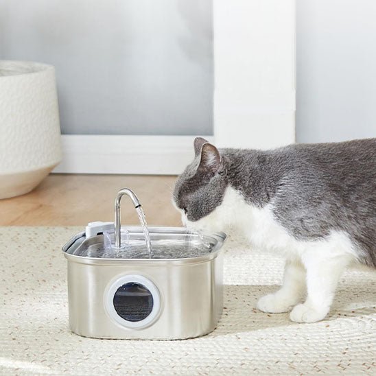 fontaine a eau chat | CatFriendsâą - Chatboom