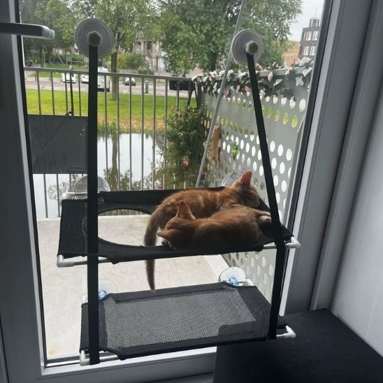 Hamac pour Chat | ChatBoomâą